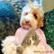 The Perfect Turtleneck Dog Sweater