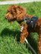 Genuine Leather Dog Harness - Dark Night