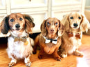 Genuine Leather Dog Bow Tie