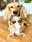 Genuine Leather Dog Bow Tie