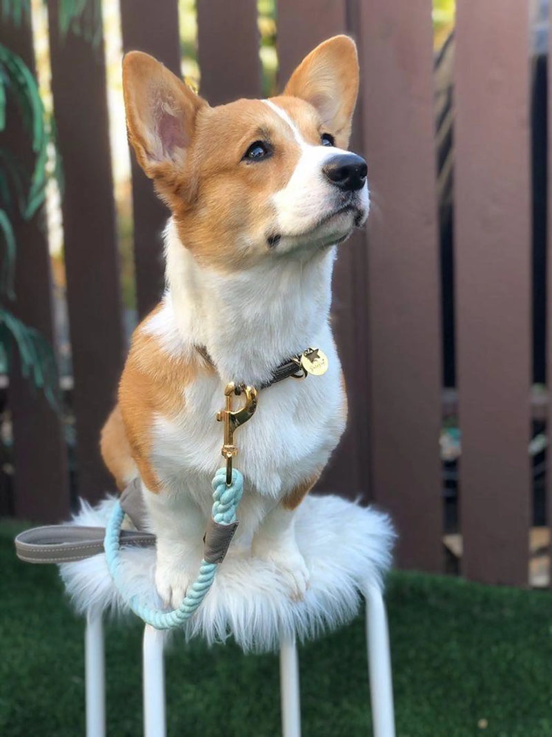 Rope Leash with Leather Handle - Desert Mint