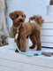 Rope Leash with Leather Handle - Desert Mint