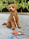 Vibrant Sunset - Rope Leash with Leather Handle
