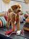 Red/White - Rope Leash with Leather Handle