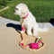 Candy Swirl - Rope Leash with Leather Handle