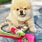 Candy Swirl - Rope Leash with Leather Handle