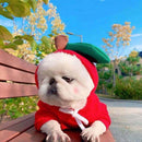 Fruit Dog Clothes For Small Dogs Hoodies
