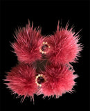 Crystal Pom Pom Dog Barrettes