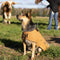 The Worker Dog Jacket with Side Pocket