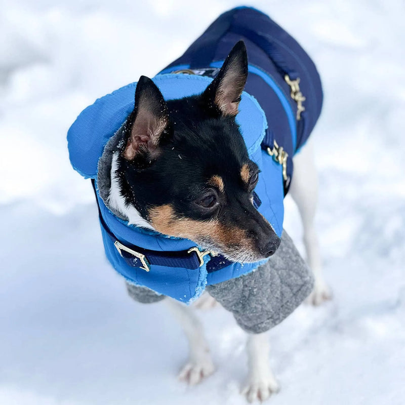 "Clear Blue Sky" - Dog Jacket