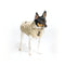 The Original Dog Trench Coat