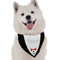 Tuxedo - Dog Bandana
