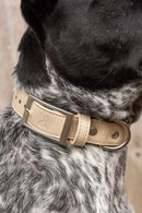 Champagne Fizz Waterproof Dog Collar