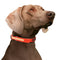 Waterproof Glow in the Dark Collar