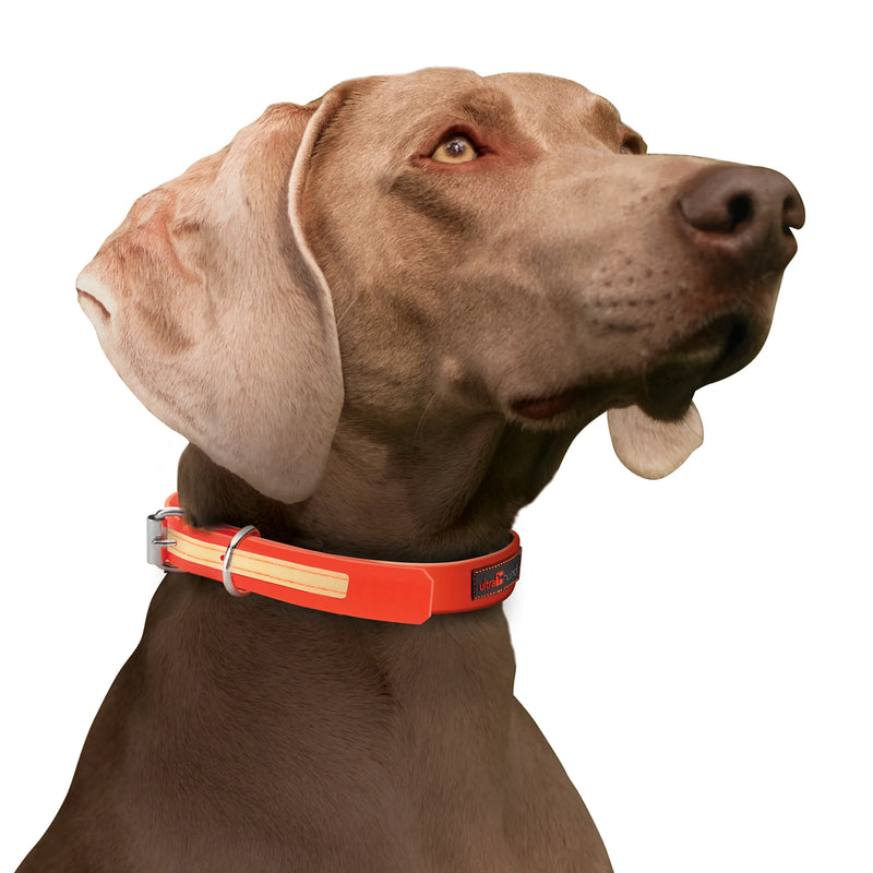 Waterproof Glow in the Dark Collar