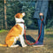 Durable Reflective Rope Leash with Foam Handle