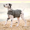 Grey Dog Anxiety Vest / Jacket