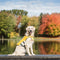 Pup Floatation Fun: Water-Ready Life Vest for Your Dog!